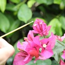 binaryabc-vegetable-pollinator-tool-flow-4.jpg